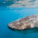 The Big Three på Ningaloo Reef – Hvalhaj, pukkelhval og manta på Australiens ves