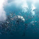 Myldretid – Sardine Run i Sydafrika Myldretid – Sardine Run i Sydafrika