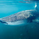 Månedens haj: Hvalhaj – Rhincodon typus Månedens haj: Hvalhaj – Rhincodon typus