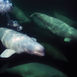 Hvidhval – tæt på beluga Hvidhval – tæt på beluga