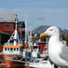 Lofoten – Dykning i Tangparadiset Lofoten – Dykning i Tangparadiset