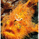 Makro, mimick og mandariner – Lembeh Strait, muck-dykningens mekka