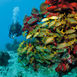 ABC-øerne – Aruba, Bonaire og Curaçao ABC-øerne – Aruba, Bonaire og Curaçao