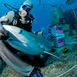 Bahamas – i hajcirkus hos Stuart Cove Bahamas – i hajcirkus hos Stuart Cove