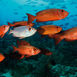 Thailand – velsignet med to rige oceaner Thailand – velsignet med to rige oceaner