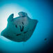 Thailands undervandsindbyggere - En marinebiologisk opdatering Thailands undervandsindbyggere - En marinebiologisk opdatering