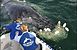 Australien tester advarselssystem for hvaler
