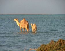 CDWS – Ægypten fra nord til syd CDWS – Ægypten fra nord til syd