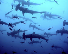 Strammere turistregler på Galapagos 