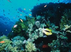 Koraller - økosystemet på Great Barrier Rief