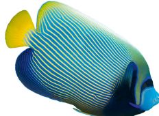 Fav're nye fiskeverden - Hvorfor ser fiskene ud som de gør? 