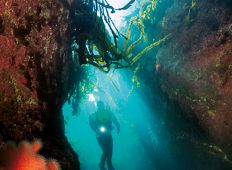 Gourmet Diver – dykning og gastronomi