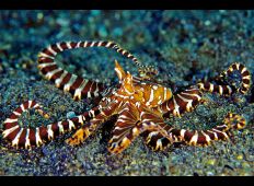 Blæksprutter – havets tryllekunstnere 