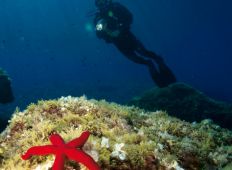 Malta – Middelhavets dykkervenlige ø