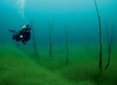 Lyngstøylsvatnet – dykning i den norske troldeskov 
