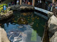 WWF-klumme – havskildpadder i en guldfiskedam