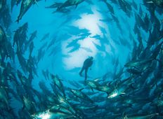 Sølvtornadoen – tunfiskedyk på Malta