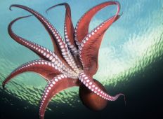 Klart som blæk – mød Stillehavets kæmpeblæksprutter