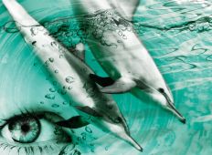 Doping – lær af havpattedyrene