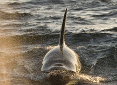 Späckhuggare – på safari i Norge Späckhuggare – på safari i Norge