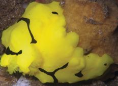 Aegires minor