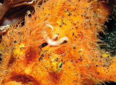 Makro, mimick og mandariner – Lembeh Strait, muck-dykningens mekka