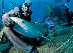 Bahamas – i hajcirkus hos Stuart Cove