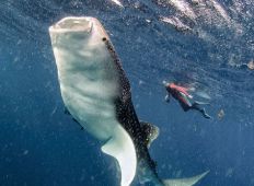TOP 10 – dyk med store dyr