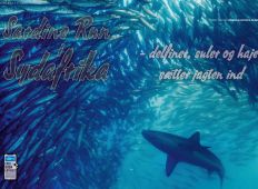 Sardine Run i Sydafrika – delfiner, suler og hajer sætter jagten ind