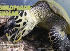 Skildpaddeskolen, del 2: Havskildpaddernes kost og logi