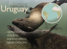 Uruguay – hjemsted for Verdens andenstørste søløvekoloni