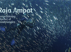 Raja Ampat – Kongedykning i hjertet af  koraltrianglen
