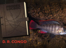 Hun cichlider vil gerne sluge klatten Hun cichlider vil gerne sluge klatten