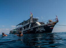 Koh Tao er spækket med dykkercentre og unge mennesker. De fleste dykkercentre tilbyder fire dyk om dagen med båd.