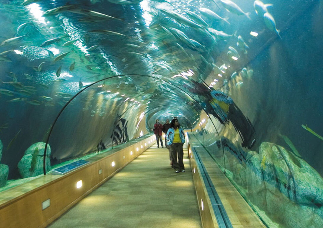 L'Oceánografic - Europas største akvarium