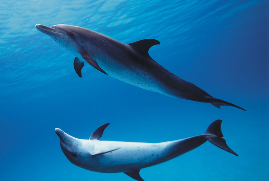 Delfiner - Myten lever