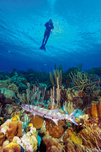 Bonaire - Total Diving Freedom