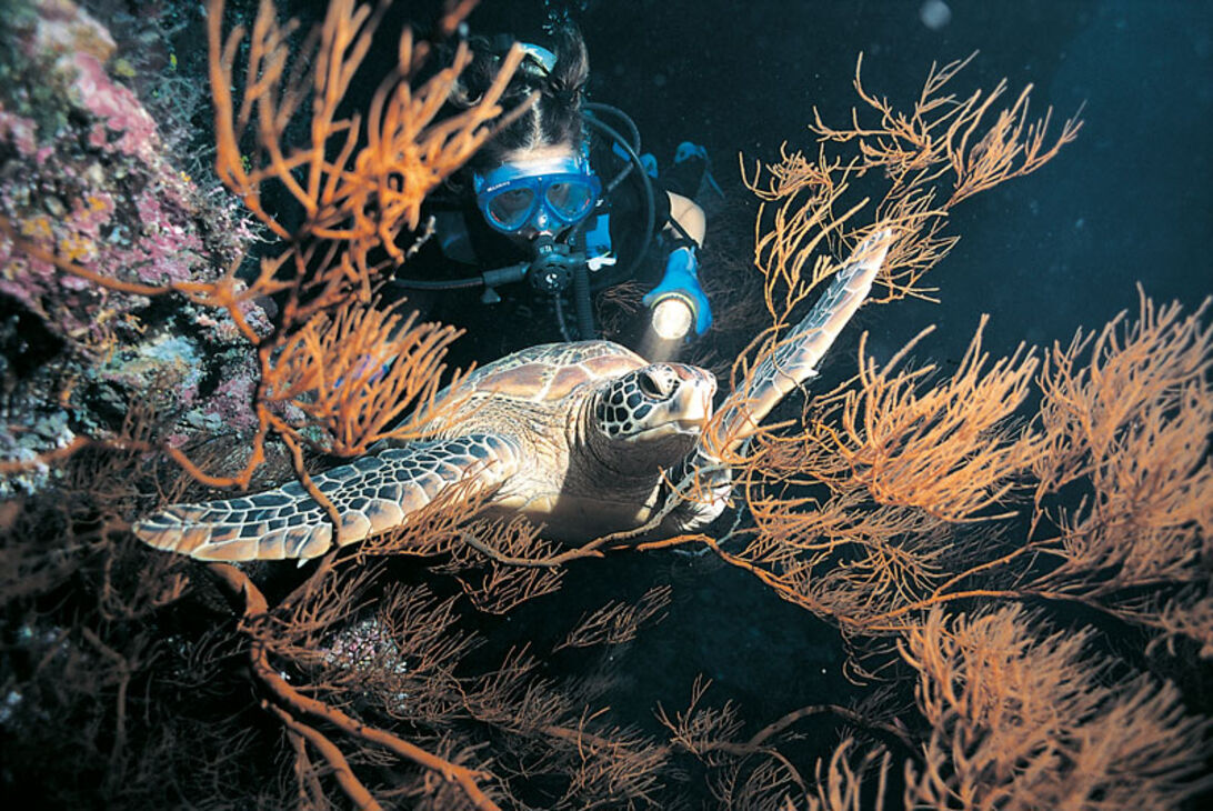Havskildpadder - Havets ensomme nomader