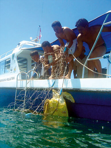 WWF-klumme – havskildpaddernes øer