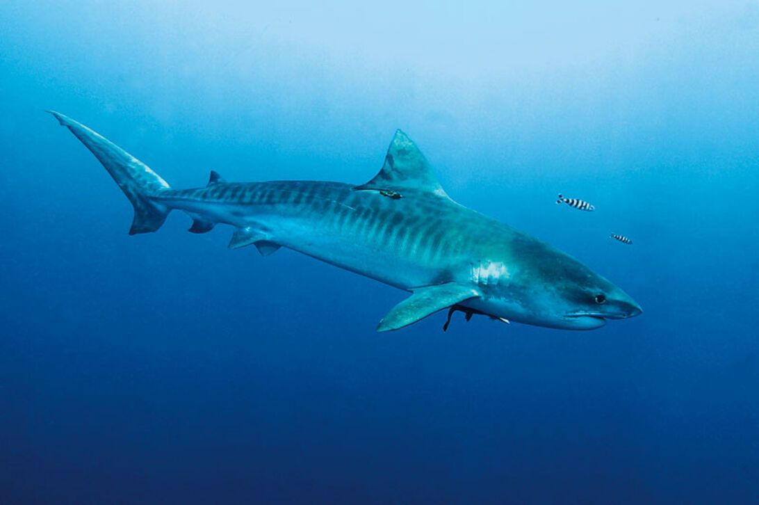 Hvorfor bider hajer? – vi sætter risikoen i perspektiv