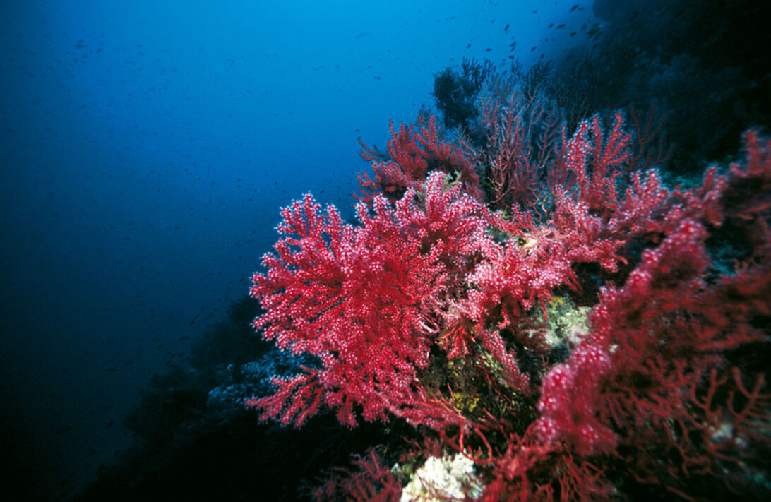 Middelhavet top 10 – De bedste dyk i vores hav