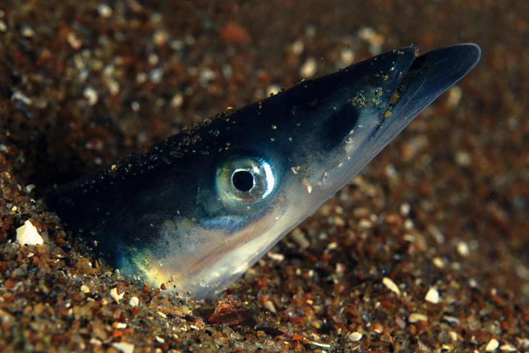 Levende liv – plettet tobiskonge