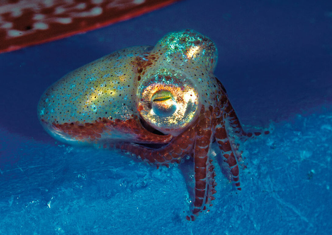Blæksprutter – havets tryllekunstnere 