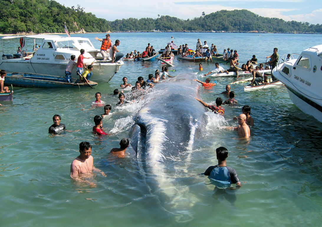 WWF-klumme – når en hval går på grund