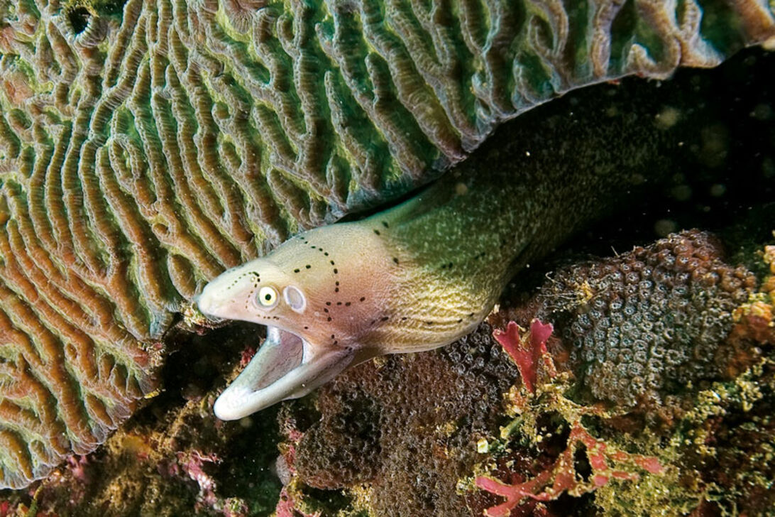 Muræner – hemmelighedsfulde ål