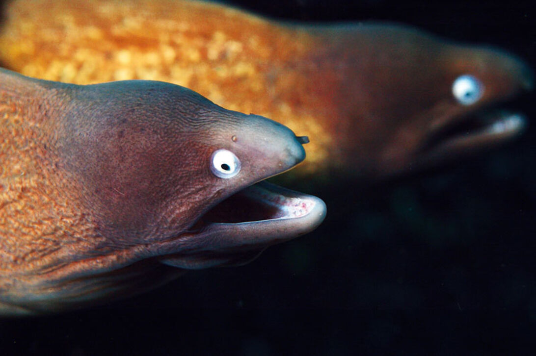Muræner – hemmelighedsfulde ål