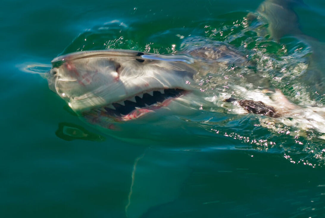 Shark Route – hajdykning i Sydafrika