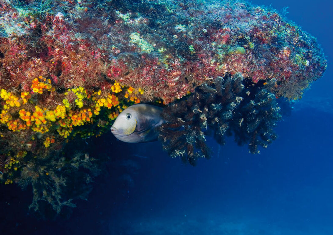 Kap Verde – fisk i spandevis