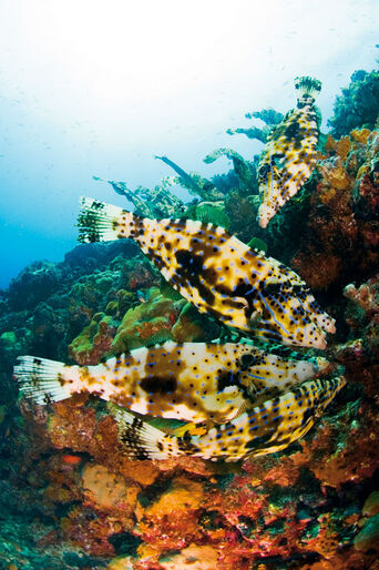Kap Verde – fisk i spandevis