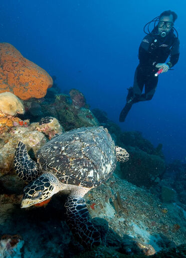 Dyk med Cousteau – Guadeloupe er et lille stykke Frankrig i Caribien